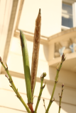Nerium oleander RCP4-2015 101 Seed pods.JPG